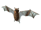 bat.gif (1430 bytes)